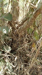 Euphorbia venenifica