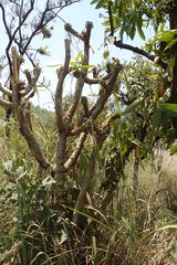 Euphorbia venenifica