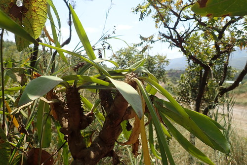 Euphorbia venefica