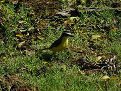 Pitangus sulphuratus