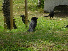 Crotophaga sulcirostris