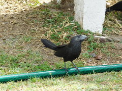 Crotophaga sulcirostris
