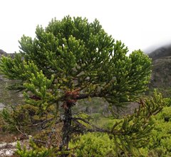 Athrotaxis selaginoides