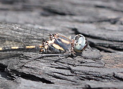 Cordulephya montana