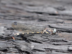 Cordulephya montana