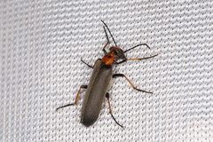 Lydomorphus bisignatus