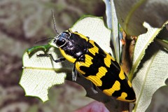 Cyrioides imperialis