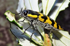 Cyrioides imperialis
