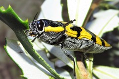 Cyrioides imperialis