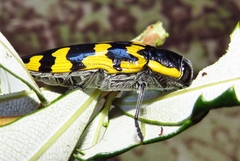 Cyrioides imperialis
