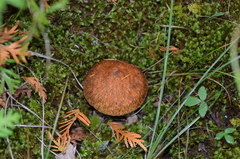 Suillus ampliporus