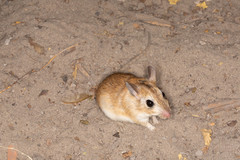 Desmodillus auricularis