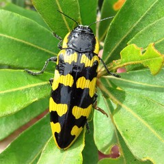 Cyrioides imperialis