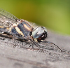 Cordulephya montana