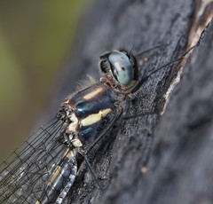 Cordulephya montana