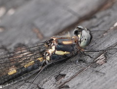 Cordulephya montana