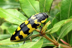 Cyrioides imperialis