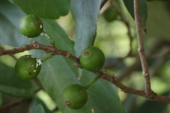 Ficus fraseri