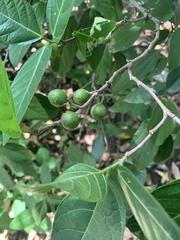 Ficus fraseri