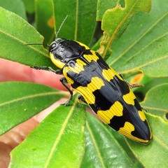 Cyrioides imperialis