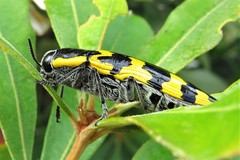 Cyrioides imperialis