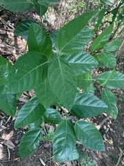Ficus fraseri