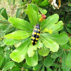Cyrioides imperialis