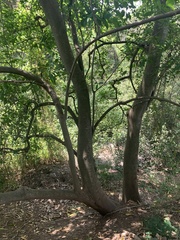 Ficus fraseri