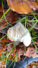 Cuphophyllus virgineus