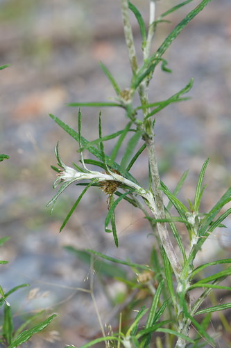 Euchiton sphaericus