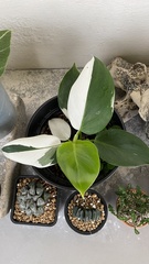 Philodendron