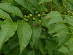 Cipadessa baccifera