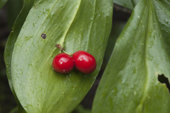 Ruscus colchicus