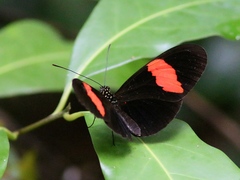 Heliconius melpomene