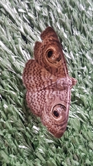 Calliodes pretiosissima