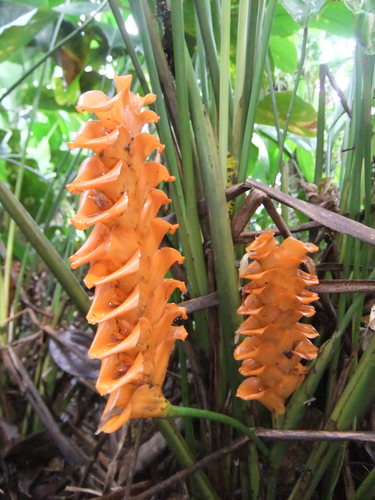 Calathea casupito