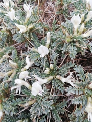 Astragalus tragacantha