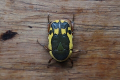 Pachnodella impressa