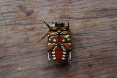 Pachnodella impressa