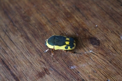 Pachnodella impressa