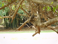 Toxostoma curvirostre