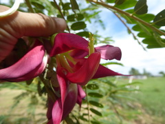 Sesbania grandiflora