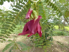Sesbania grandiflora