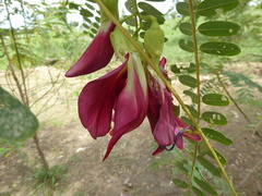 Sesbania grandiflora