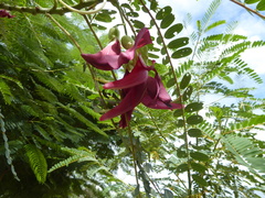 Sesbania grandiflora