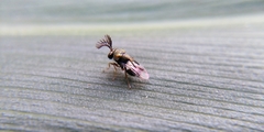 Eucharitidae