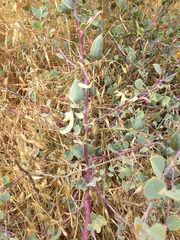 Capparis zoharyi