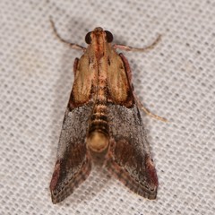 Cacozelia basiochrealis