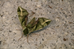 Callambulyx tatarinovii