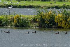 Netta erythrophthalma